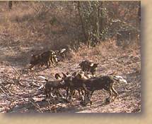 Wild dogs